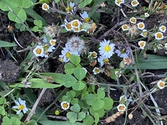 Melampodium leucanthum