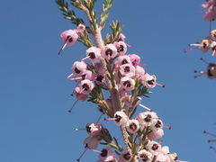 Erica lavandulifolia