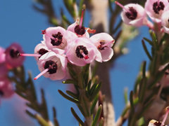 Erica lavandulifolia
