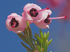 Erica lavandulifolia