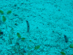 Heteroconger hassi
