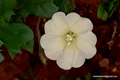Convolvulaceae
