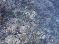 Pomacanthus imperator