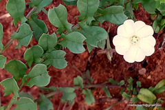 Convolvulaceae