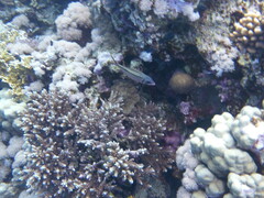 Neoniphon sammara