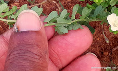 Convolvulaceae