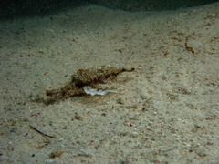 Eurypegasus draconis