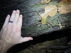 Heteropoda boiei