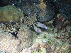 Gymnothorax thyrsoideus