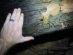 Heteropoda boiei