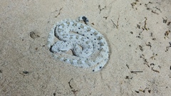 Crotalus cerastes laterorepens