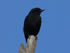 Melaenornis edolioides