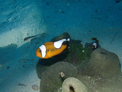 Amphiprion polymnus