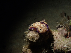 Hypselodoris tryoni