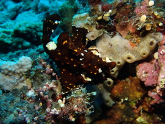 Antennarius maculatus