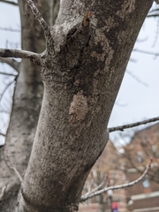 Lycorma delicatula