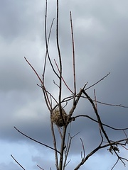 Icterus spurius