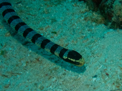 Laticauda colubrina