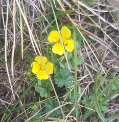 Potentilla anglica