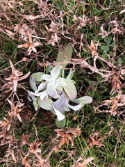 Stachys byzantina