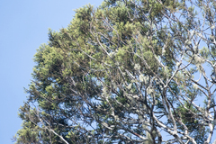 Libocedrus bidwillii