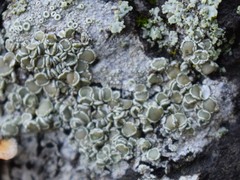 Lecanora