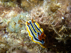 Chromodoris colemani