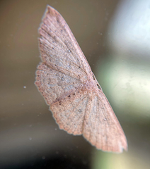 Cyclophora myrtaria