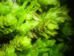 Encalypta streptocarpa