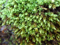 Encalypta streptocarpa