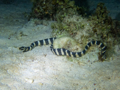 Emydocephalus annulatus