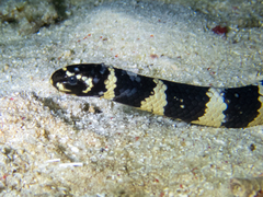 Emydocephalus annulatus
