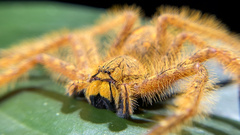 Heteropoda davidbowie