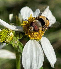 Palpada pusilla