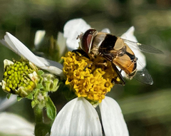 Palpada pusilla