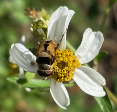 Palpada pusilla
