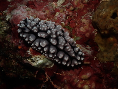 Phyllidiopsis krempfi