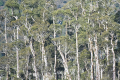 Libocedrus bidwillii