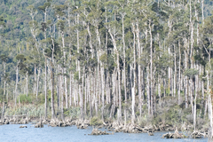 Libocedrus bidwillii