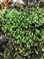 Encalypta streptocarpa