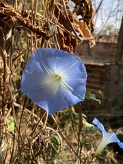 Ipomoea tricolor