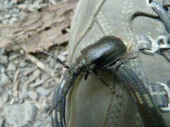 Prionus insularis tetanicus