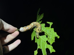 Sphingidae