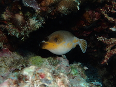 Arothron nigropunctatus