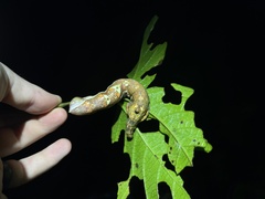 Sphingidae