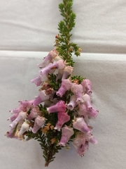 Erica glomiflora