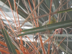 Serinus canaria