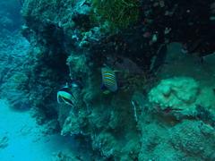 Pygoplites diacanthus