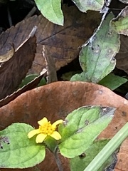 Calyptocarpus vialis