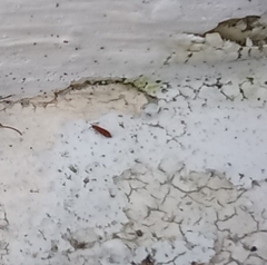 Collembola